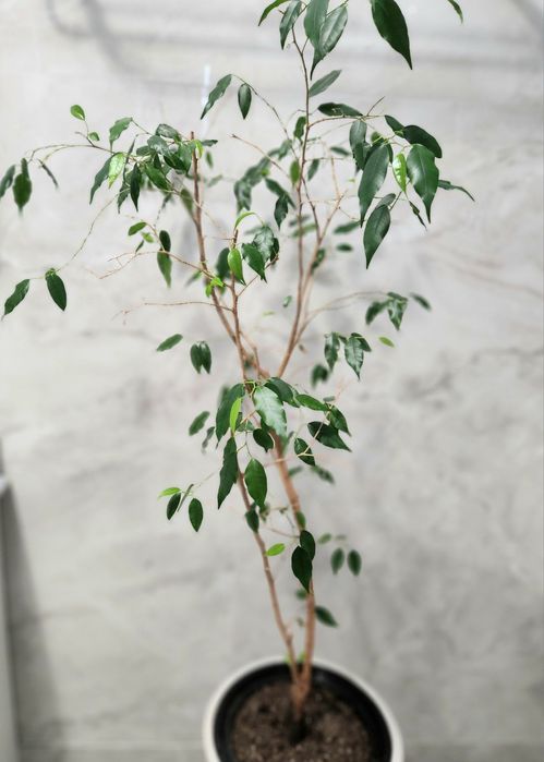 Фикус Бенджамина 150см