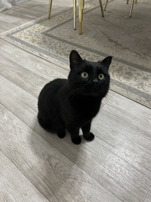 Отдам кота в добрые руки