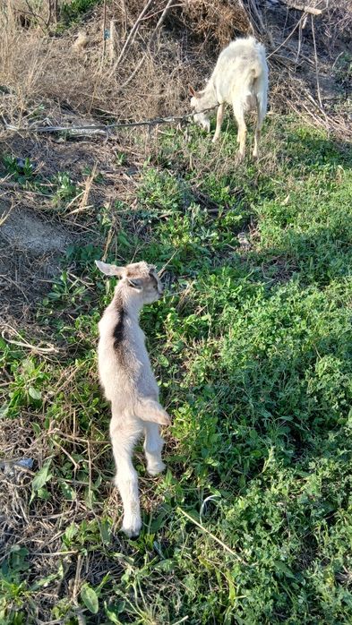 Алпа занен эчки сотилади
