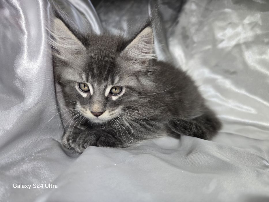 Maine coon Maine coon