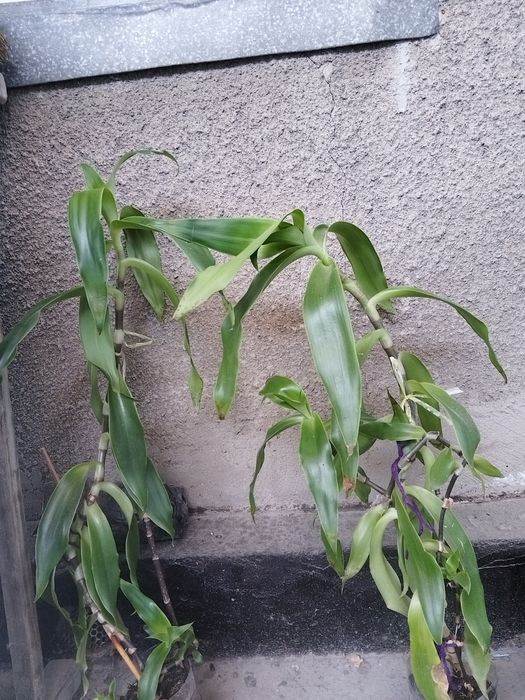 Продается золотой ус
