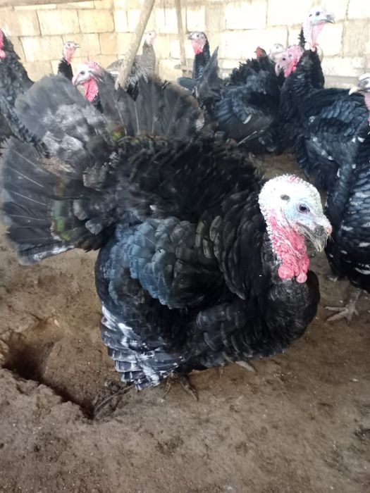 Индюки срочно!!!