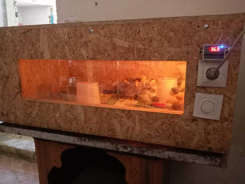 Брудер для перепелиных цыплят!