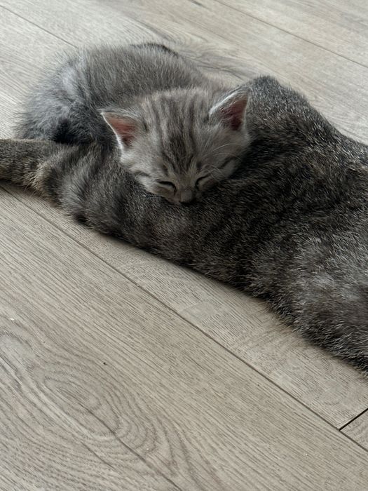 Котята скоттиш страйт