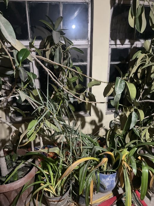 Gul bor narxini kelishamiz