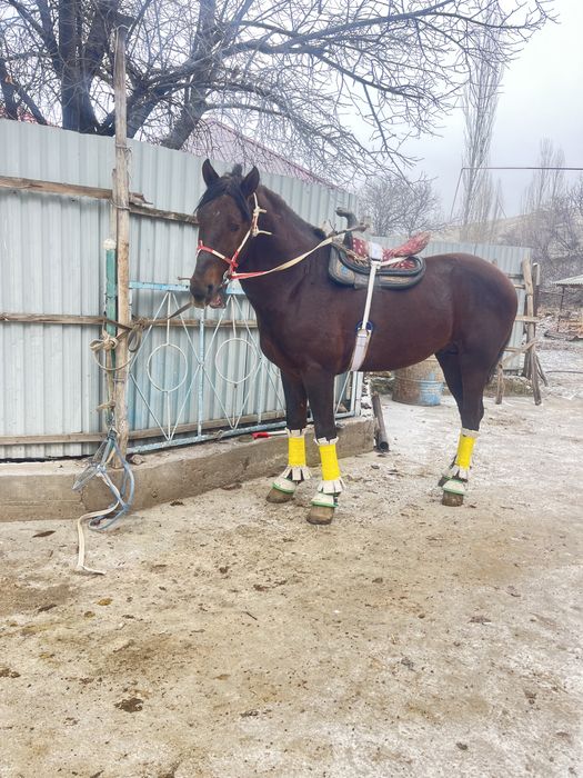 Үйірге ат сатылады