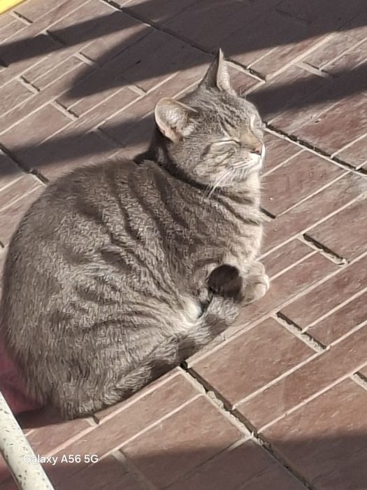 Кошки ухоженные !