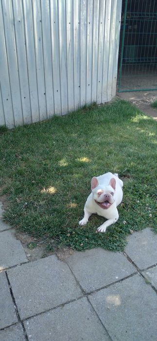 Femela adulta bulldog francez cu pedigree