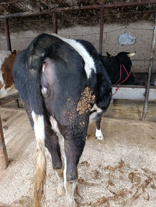 Корова Сиыр КРС.