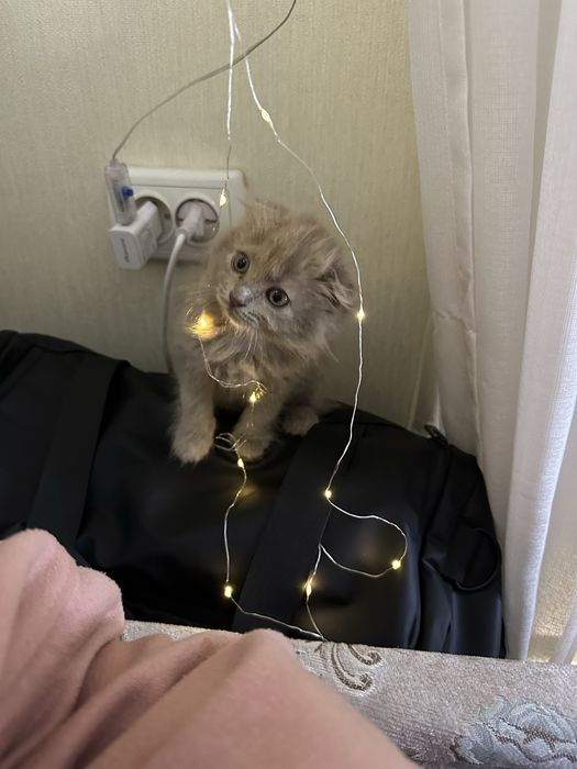 Продам вислоухого котенка