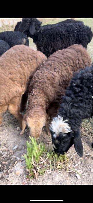 Qozichoqla sotiladi egzaklar