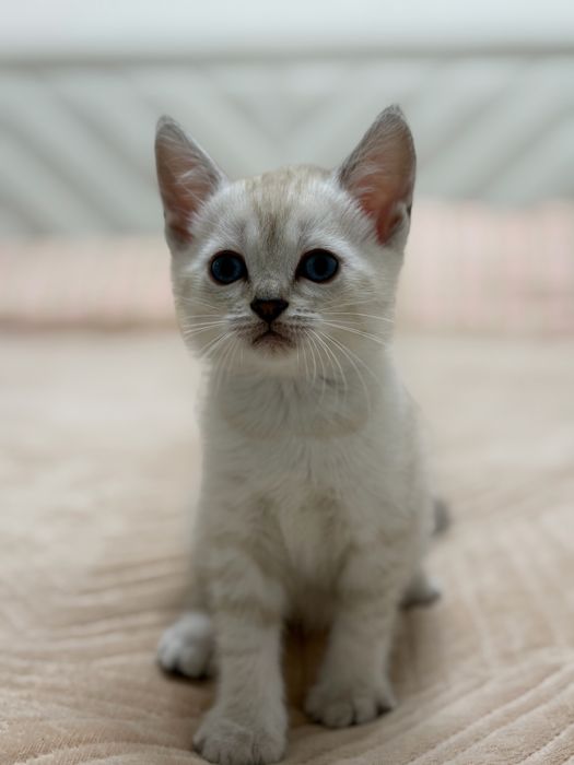 Котята Котята Котята
