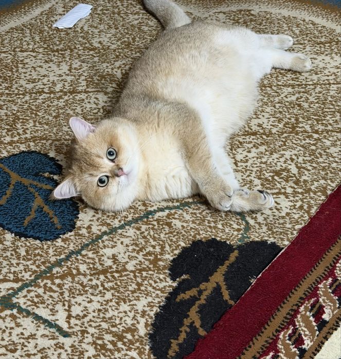 Золотой Британец