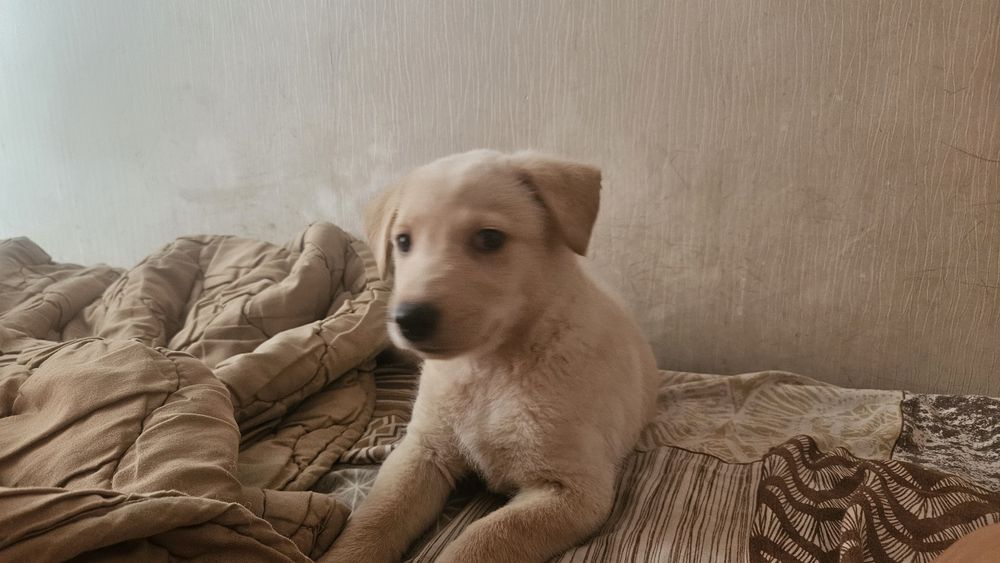 Отлам щенка  помесь лабродор
