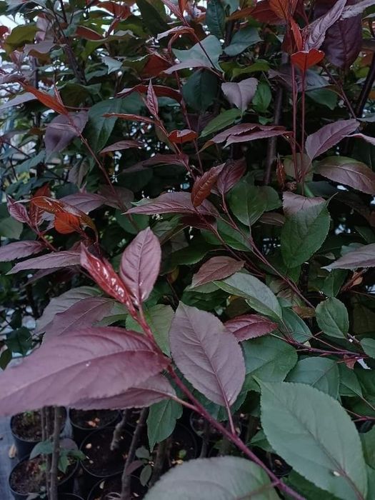 Червенолистна ябълка royalty 170см