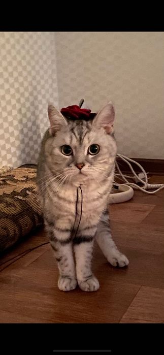 Кот отдаётся БЕСПЛАТНО