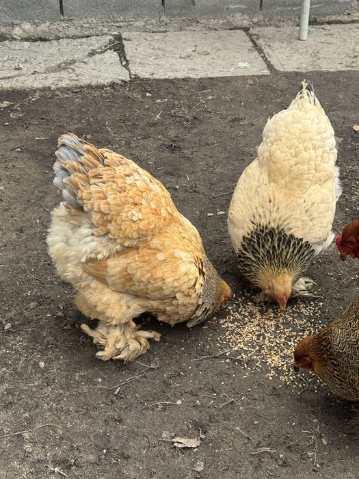 Продам курей брамы молодые особи