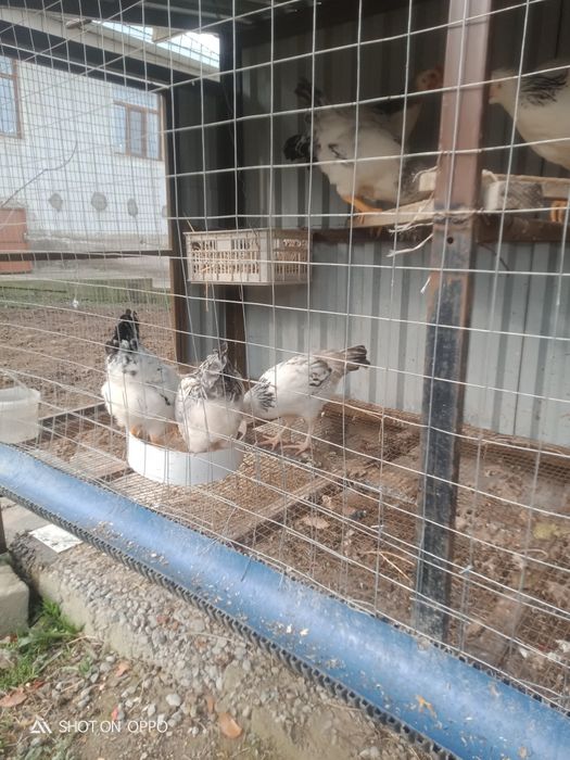 Сулы тауықтар сатылады