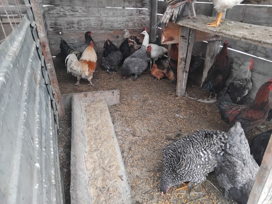 Gaini de tara       ,