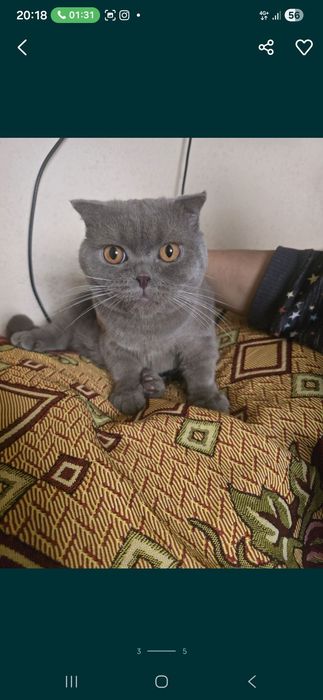 Scotish fold viyazkaga