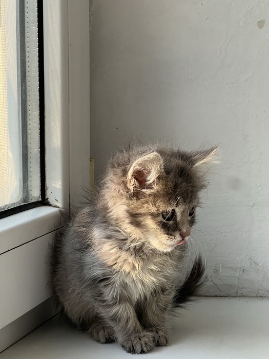 Котенок 1 сесяц