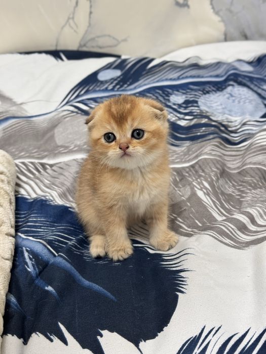 Zolotaya shinshilla ny 12