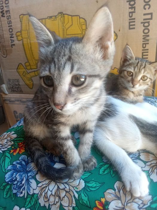 Хадияга берилади