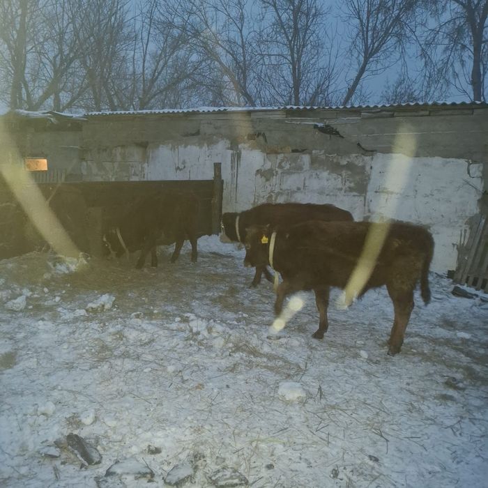 2 бас сиыр 5 бас падцостар