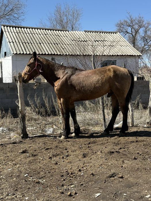 Айгыр сатылады 6 жасар