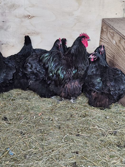 Vând oua incubat rasa Orpington negru și galben și Cochinchina