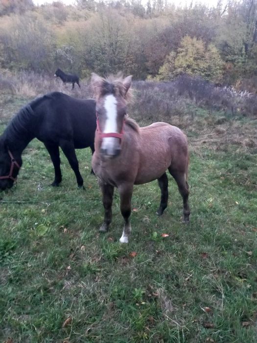 Manza 1 an si 4 luni si manza 2 ani si 5 luni