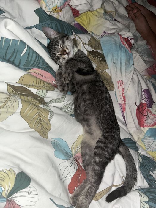 Пропал любимый кот