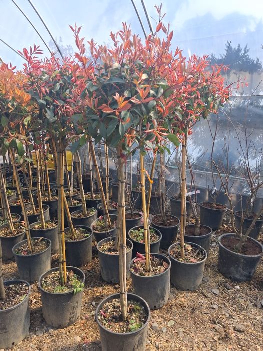 Amenajez spați verzi leyladi