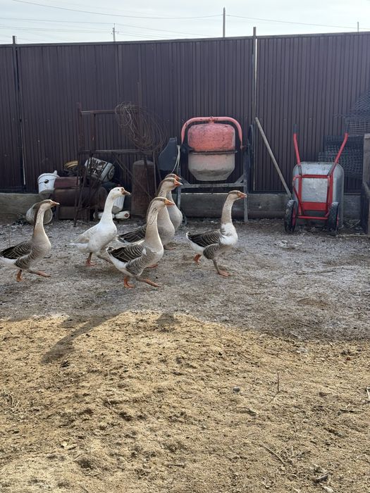 Гуси молодые хорошие