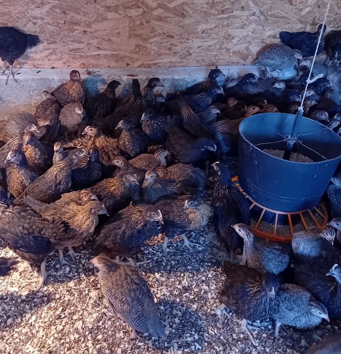 De vanzare tot ce se vede in poze