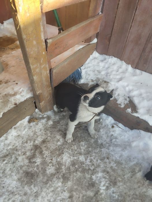 Отдам даром щенка .