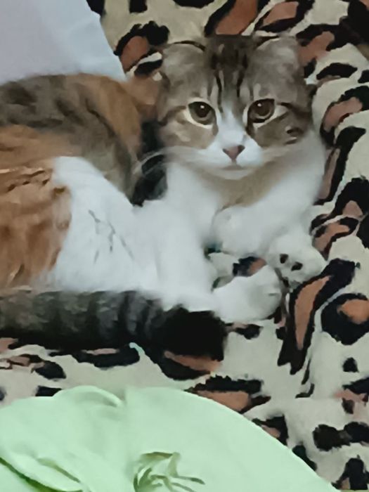 Продам вислоухих котят 20 дней