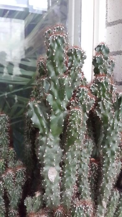 Кактус. Большой. Колючий.