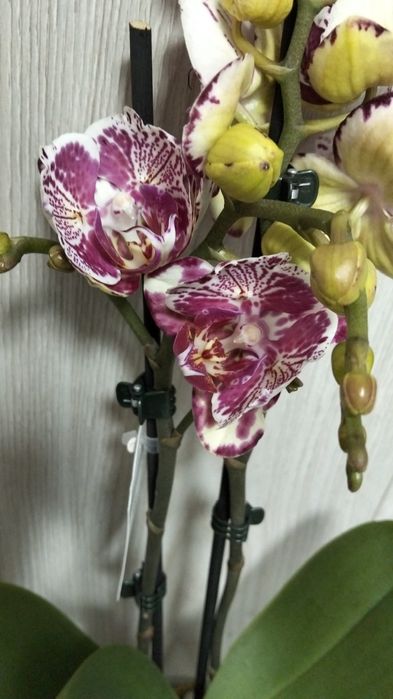 Орхидея фаленопсис сортовые