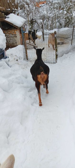 Capre metis de alpin