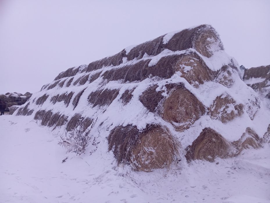 Продам сено прошлогоднее