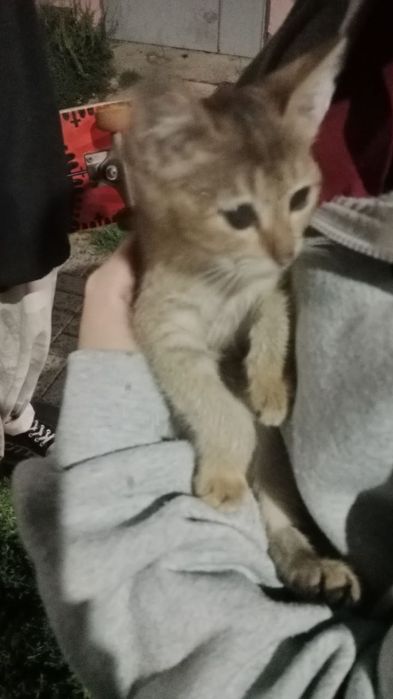 Котёнок в добрые руки