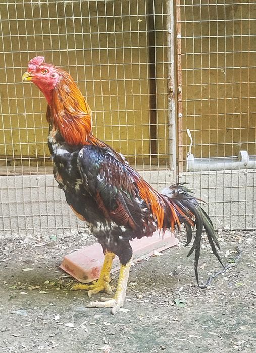 Корея+Шамо микс,
