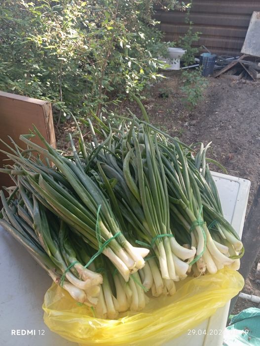 Зелёный лук , Шпинат