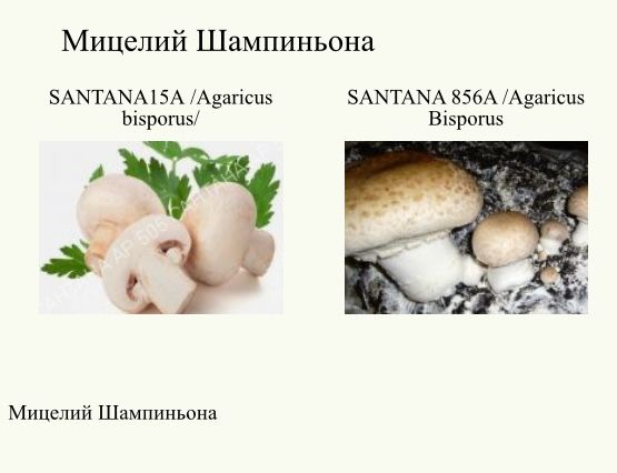 Мицелий вешенки КТ-3 Сантана