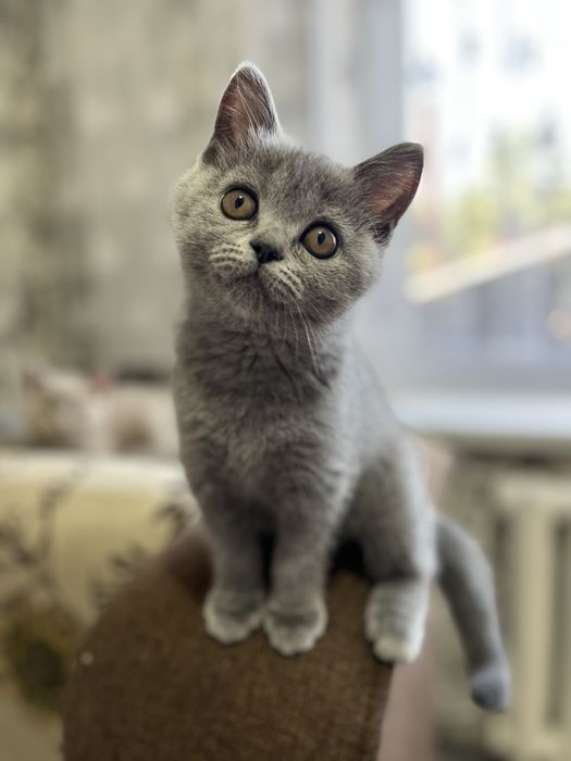 Котята голубые британские