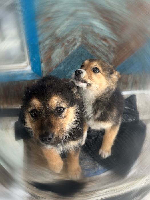 Щенки в добрые руки