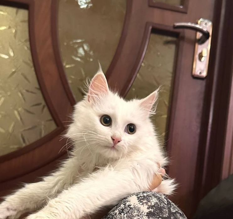 Turk angorasi sotiladi