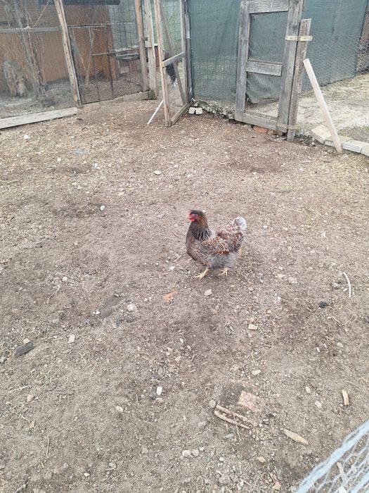 Vand Cocoș si Găina Wiandotte Auriu-Albastru