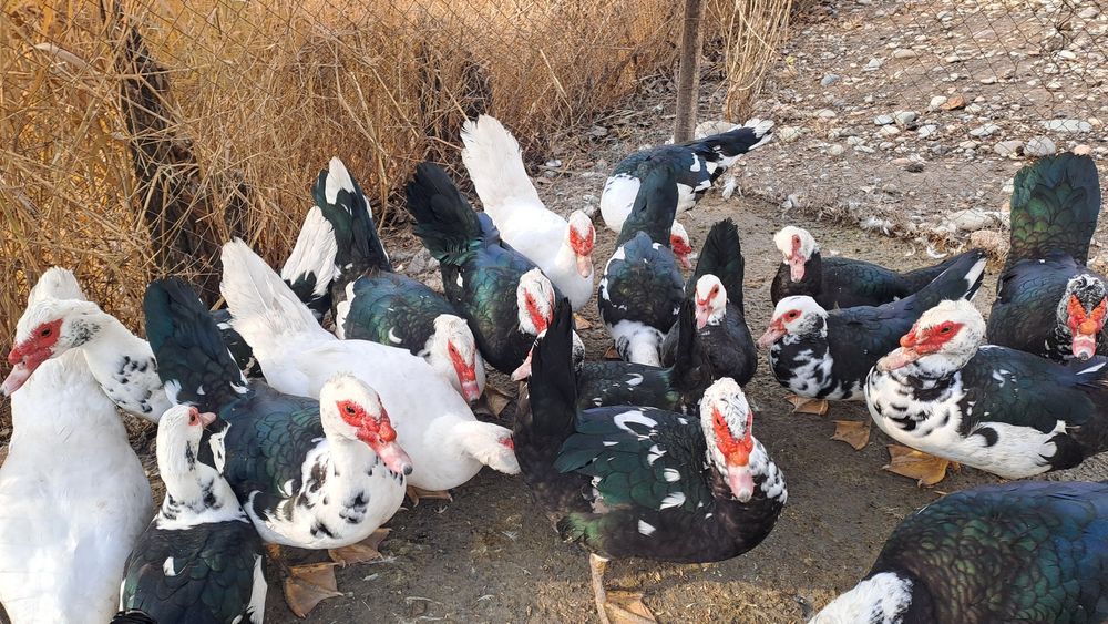 Индигуткалар 18та